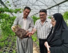 بازدید کارشناسان نهال استان آذربایجان غربی از نهالستان‌های پیرانشهر و سردشت