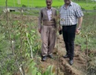 بازدید کارشناسان نهال استان آذربایجان غربی از نهالستان‌های پیرانشهر و سردشت