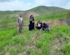 بازدید کارشناسان نهال استان آذربایجان غربی از نهالستان‌های پیرانشهر و سردشت