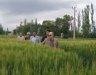 بازدید معاونت پژوهشی از مزارع آزمایشی غلات ایستگاه تحقیقات میاندوآب