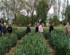 بازدید معاونت پژوهشی از مزارع آزمایشی غلات ایستگاه تحقیقات میاندوآب