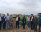 بازدید معاونت پژوهشی از مزارع آزمایشی غلات ایستگاه تحقیقات میاندوآب