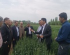 بازدید معاونت پژوهشی از مزارع آزمایشی غلات ایستگاه تحقیقات میاندوآب