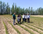 نهالستان های آذربایجان غربی زیر ذره بین سلامت؛ همکاری موسسه ثبت و گواهی بذر و نهال با بخش تخصصی در استان