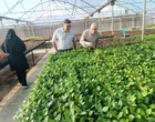 نهالستان های آذربایجان غربی زیر ذره بین سلامت؛ همکاری موسسه ثبت و گواهی بذر و نهال با بخش تخصصی در استان