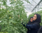 بازدید محقق بخش تحقیقات گیاهپزشکی آذربایجان غربی از گلخانه‌های شهرستان سلماس
