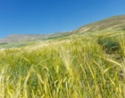 بازدید شورای تحقیقات، آموزش و ترویج کشاورزی آذربایجان‌غربی از ایستگاه تحقیقات دیم خرم‌آباد