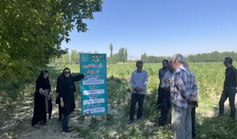 برگزاری کارگاه انتقال یافته‌های مدیریت آفات و بیماری‌های ذرت در سلماس