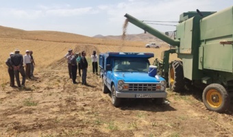 برگزاری عملیات کیل‌گیری محصول نخود دیم در شهرستان مهاباد