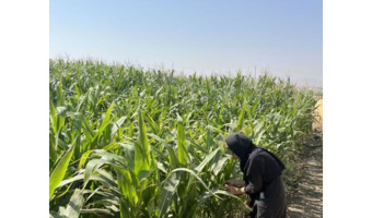 بررسی آفات ذرت با تله‌های فرمونی در میاندوآب
