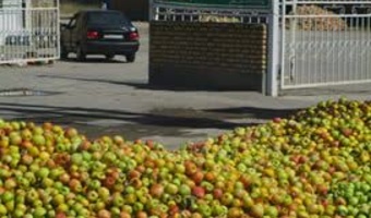 عوامل اصلی ریزش سیب در باغ‌های استان شناسایی شد