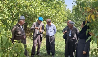 پایش میدانی زنجیره تأمین گردو در حوزه سیلوانای ارومیه با هدف کاهش ضایعات