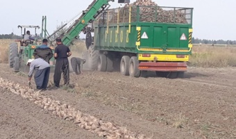 برداشت چغندرقند از مزارع ایستگاه تحقیقات رسول‌آباد میاندوآب