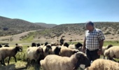 اجرای طرح بهبود مدیریت پرورش و استفاده از تکنیک های نوین تولید مثلی دام سبک در گله های عشایری استان ادامه دارد.
