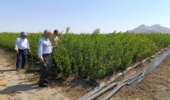 کنترل و نظارت بر روند تولید نهال گواهی‌شده و ارتقاء کیفیت نهال‌های تولیدی