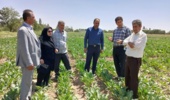 بازدید معاونت تولیدات گیاهی سازمان جهاد کشاورزی از طرح‌های تحقیقاتی بخش چغندر قند و واحد بوجاریبذور گواهی شده گندم