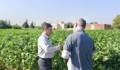 تولید بذور اولیه سویا در ایستگاه تحقیقاتی خوی