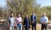 کاهش ضایعات سیب در استان آذربایجان غربی