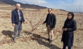 بازدید تخصصی از باغات بادام خوی برای بررسی خشکیدگی درختان