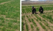 بازدید اعضای هیأت علمی بخش تحقیقات خاک و‌ آب مرکز آذربایجان غربی از ایستگاه دیم خرم‌آباد