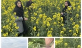 بازدید میدانی از مزارع کلزا در میاندوآب برای بررسی آلودگی به شته مومی