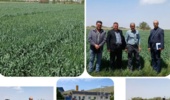 تداوم نظارت‌های فنی بر مزارع بذری آذربایجان غربی