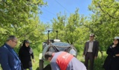 بررسی مقدماتی اثر ترکیب کودی در کاهش خسارت بیماری لکه سیاه سیب