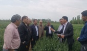 بازدید معاونت پژوهشی از مزارع آزمایشی غلات ایستگاه تحقیقات میاندوآب