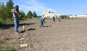 سومین سال اجرای پروژه ملی تولید هیبریدهای آجیلی آفتابگردان در خوی
