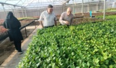 نهالستان های آذربایجان غربی زیر ذره بین سلامت؛ همکاری موسسه ثبت و گواهی بذر و نهال با بخش تخصصی در استان