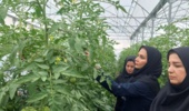 بازدید محقق بخش تحقیقات گیاهپزشکی از گلخانه‌های شهرستان سلماس