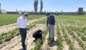 در راستای اجرای برنامه‌های پایش آفات زراعی و مدیریت سلامت گیاهان در محصولات روغنی بازدید از مزارع کلزا در ایستگاه تحقیقات کشاورزی خوی انجام شد