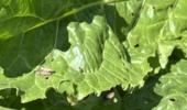 پایش میدانی مزارع چغندرقند در شهرستان خوی