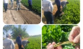 بازدید رئیس مرکز تحقیقات کشاورزی آذربایجان غربی از مزارع خوی
