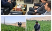 بازدید فنی از آزمایش پایلوت ارقام چغندرقند در پیرانشهر