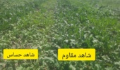 بازدید فنی رییس بخش چغندرقند مرکز تحقیقات کشاورزی آذربایجان غربی از آزمایش‌های ایستگاه تحقیقات خوی