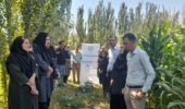 برگزاری کارگاه انتقال یافته‌های تحقیقاتی در حوزه ذرت با در میاندوآب؛