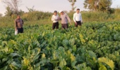 ارزیابی فنی آزمایشات بخش تحقیقات چغندرقند آذربایجان غربی