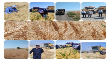 آغاز برداشت گندم از ۱۵۰ هکتار اراضی پردیس تحقیقات و آموزش کشاورزی میاندوآب
