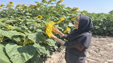 اجرای طرح تحقیقاتی پایش آفت دانه‌‌خوار آفتابگردان در آذربایجان‌غربی