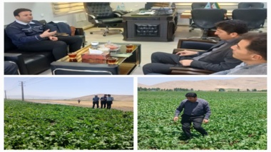 بازدید فنی از آزمایش پایلوت ارقام چغندرقند در پیرانشهر