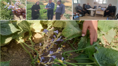 بازدید کارشناسان مرکز تحقیقات از مزارع آلوده به گل جالیز در منگور شرقی مهاباد