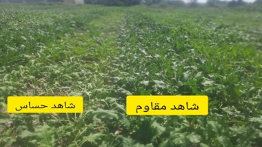 بازدید فنی رییس بخش چغندرقند مرکز تحقیقات کشاورزی آذربایجان غربی از آزمایش‌های ایستگاه تحقیقات خوی