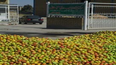 عوامل اصلی ریزش سیب در باغ‌های استان شناسایی شد