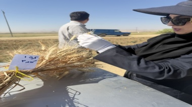 آغاز عملیات برداشت و ارزیابی پروژه مدیریت تغذیه گندم دیم در مزارع آذربایجان‌غربی