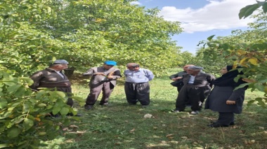 پایش میدانی زنجیره تأمین گردو در حوزه سیلوانای ارومیه با هدف کاهش ضایعات