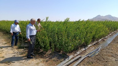 کنترل و نظارت بر روند تولید نهال گواهی‌شده و ارتقاء کیفیت نهال‌های تولیدی