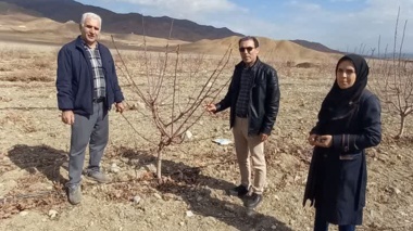بازدید تخصصی از باغات بادام خوی برای بررسی خشکیدگی درختان