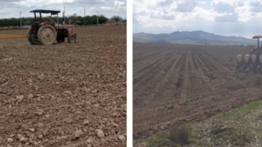 کاشت ۴۶ هکتار چغندر قند در پردیس کشاورزی میاندوآب