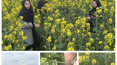 بازدید میدانی از مزارع کلزا در میاندوآب برای بررسی آلودگی به شته مومی